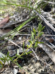 Acacia bynoeana