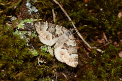 Chrysolarentia rhynchota