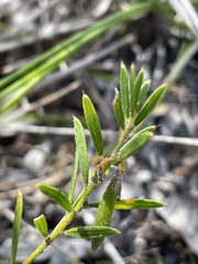 Acacia bynoeana