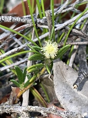 Acacia bynoeana