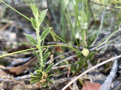 Acacia bynoeana