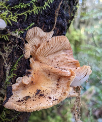 Lentinellus