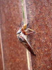 Colepia rufiventris