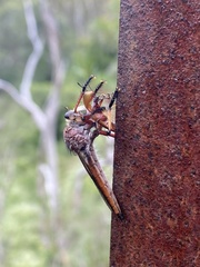 Colepia rufiventris