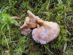 Lentinellus