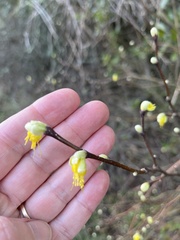Dirca occidentalis