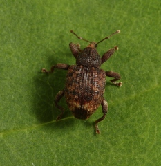 Conotrachelus posticatus