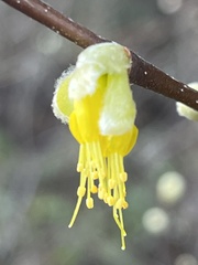 Dirca occidentalis