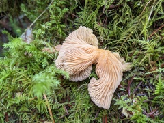 Lentinellus
