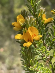 Pultenaea tuberculata