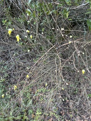 Dirca occidentalis
