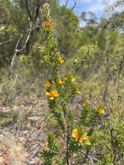 Pultenaea tuberculata