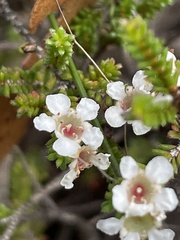 Baeckea diosmifolia