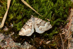 Chrysolarentia rhynchota