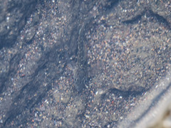 Parablennius parvicornis