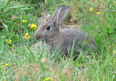 Oryctolagus cuniculus cuniculus