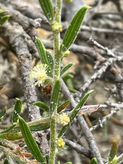 Acacia bynoeana