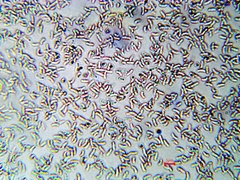Lentinellus