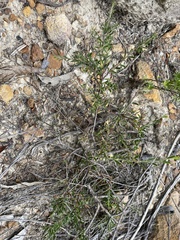 Acacia bynoeana