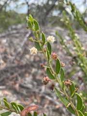 Acacia hispidula