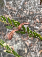 Acacia hispidula