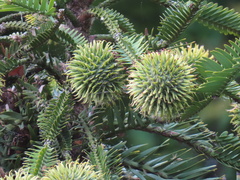 Araucariaceae