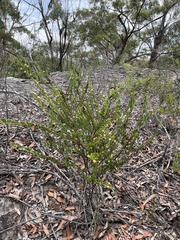 Acacia hispidula