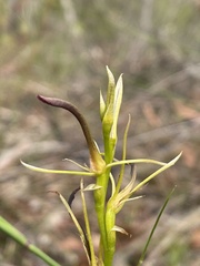 Cryptostylis hunteriana