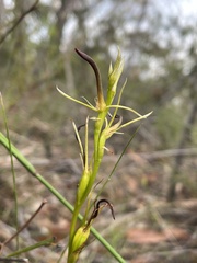 Cryptostylis hunteriana