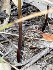 Cryptostylis hunteriana
