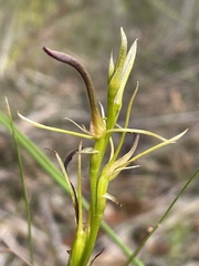 Cryptostylis hunteriana
