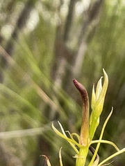 Cryptostylis hunteriana