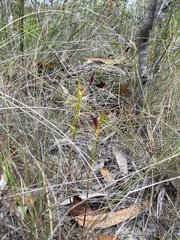 Cryptostylis hunteriana