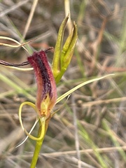 Cryptostylis hunteriana
