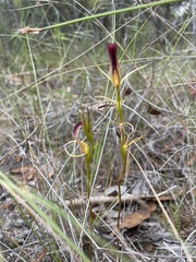 Cryptostylis hunteriana