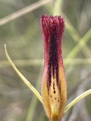 Cryptostylis hunteriana