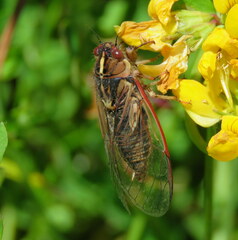 Kikihia southwestlandica