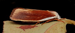 Cryptophasa citrinopa