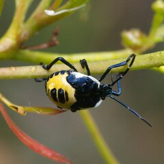 Commius elegans