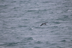 Puffinus yelkouan