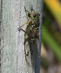 Amphipsalta zelandica