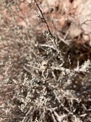 Asphondylia floccosa