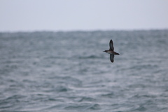 Puffinus mauretanicus