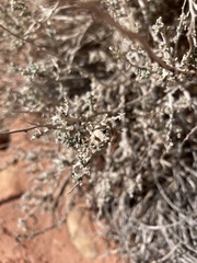 Asphondylia floccosa