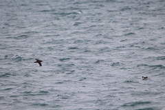 Puffinus mauretanicus