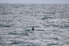 Puffinus mauretanicus