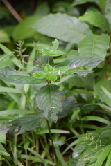 Spigelia hamelioides