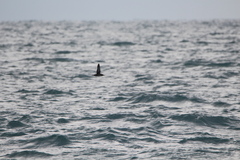 Puffinus mauretanicus