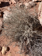 Asphondylia floccosa