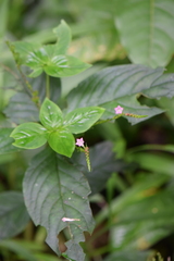 Spigelia hamelioides